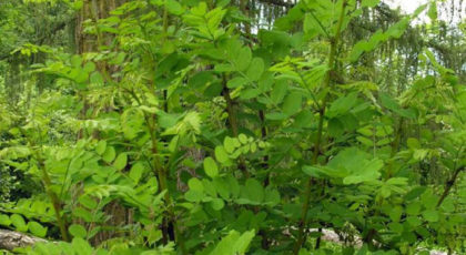 Robinia Pseudoacacia cespuglio