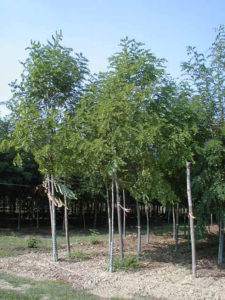 Robinia Casque Rouge &reg;