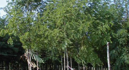 Robinia Casque Rouge ®