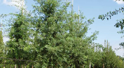 Robinia Pseudoacacia Monophylla