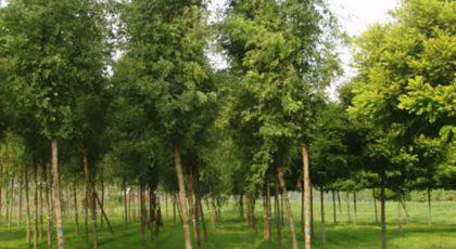 Robinia Pseudoacacia Pyramidalis