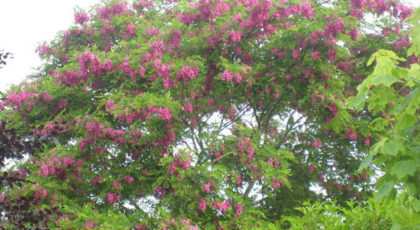 Robinia Casque Rouge cespuglio ®
