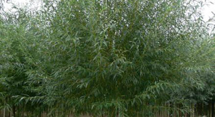 Salix Alba Chermesina
