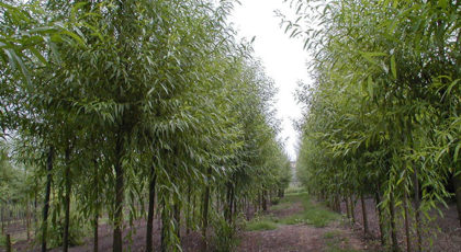 Salix Alba Liempde