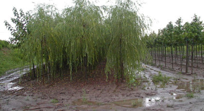 Salix Babylonica