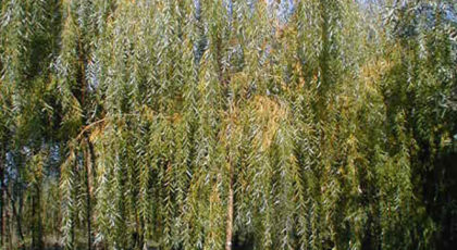 Salix Babylonica Aurea