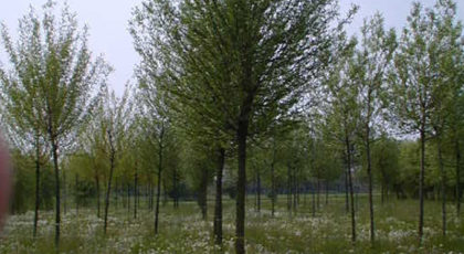 Salix Alba