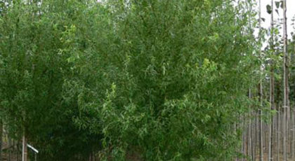 Salix Matsudana Tortuosa