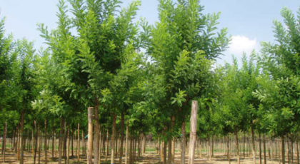 Sophora Japonica