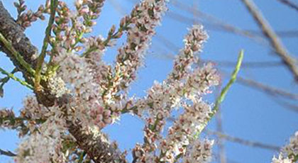 Tamarix Gallica cespuglio