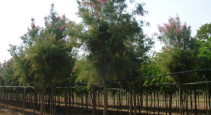 Tamarix Pentandra
