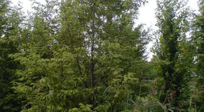 Taxodium Distichum Ramificato
