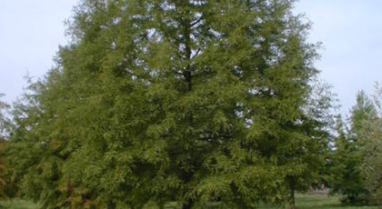 Taxodium Distichum Albero