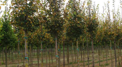 Tilia Cordata Greenspire