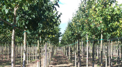 Tilia Euchlora