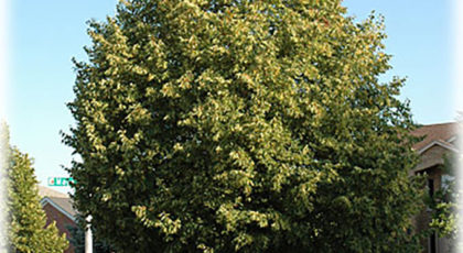 Tilia Flavescens Glenleven