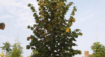 Tilia Tomentosa