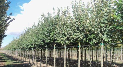 Tilia Tomentosa Brabant