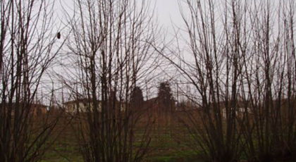 Tilia Hybrida Argentea cespuglio