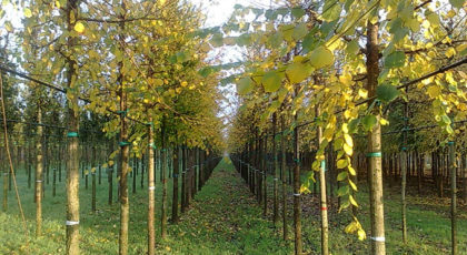 Ulmus Minor