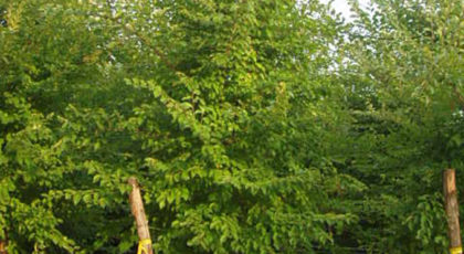 Ulmus Sapporo Autumn Gold®