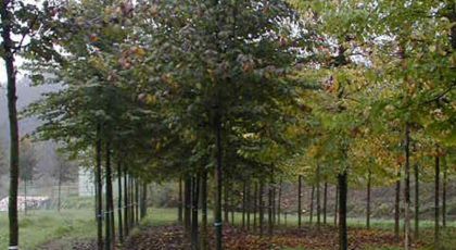 Ulmus Glabra
