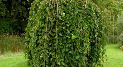 Ulmus Montana Pendula