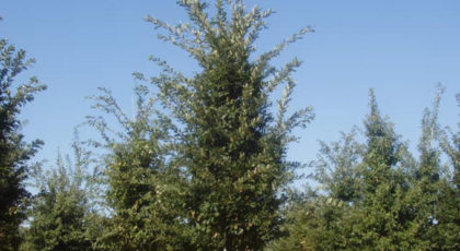 Zelcowa Serrata Green Vase ®