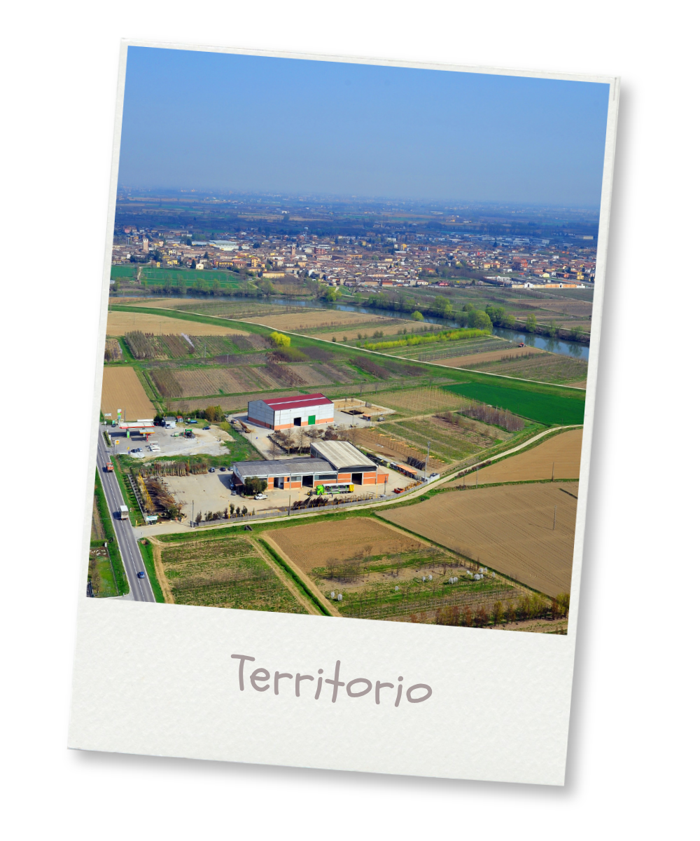 veriflor7