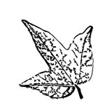 VL_Acer_buergerianum