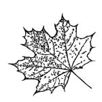 VL_Acer_platanoides