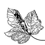 VL_Acer_pseudoplatanus