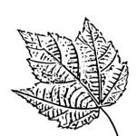 VL_Acer_rubrum