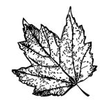 VL_Acer_rubrum_Autumn_Flame