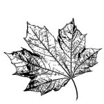 VL_Acer_rubrum_October_Glory