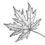 VL_Acer_saccharinum