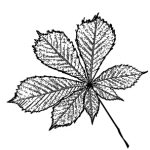 VL_Aesculus_hippocastanum