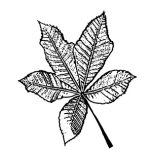 VL_Aesculus_x_carnea