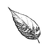 VL_Alnus_x_spaethii
