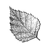 VL_Betula_pendula