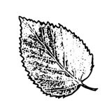 VL_Betula_utilis_Doorenbos