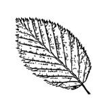 VL_Carpinus_betulus