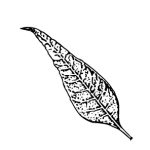 VL_Cedrela_sinensis_Flamingo