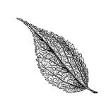 VL_Celtis_australis