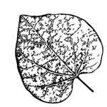 VL_Cercis_canadensis