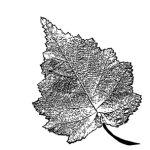 VL_Corylus_colurna