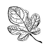 VL_Ficus_carica