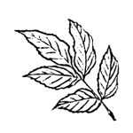 VL_Fraxinus_ornus