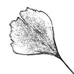 VL_Ginkgo_biloba_Fastigiata_Blagon