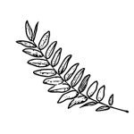 VL_Gleditsia_triacanthos